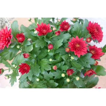 Red Chrysanthemum Plant
